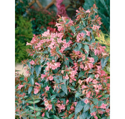Abelia grandiflora ´Edward Goucher´ / Abélia veľkokvetá, 40+ cm, C5