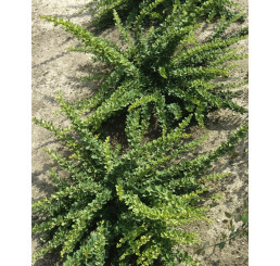 Berberis thunbergii ´Green Carpet´ / Dráč Thunbergov, 20-30 cm, C2