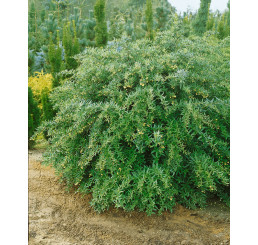 Berberis julianae / Dráč Júliin, 15-30 cm, C1,5