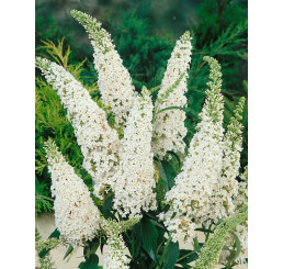 Buddleia davidii ´White Bouquet´ / Budleja biela, 40-50 cm, C1