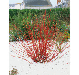 Cornus alba ´Sibirica´ / Svíb biely, 40-50 cm, C2