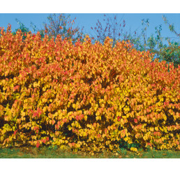 Cornus sanguinea / Svíb obyčajný, bal. 10 ks VK na živý plot, 50-80 cm 