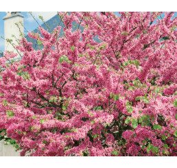 Cercis siliquastrum / Judášovec strukový, 20-30 cm, K9