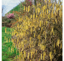 Corylus avellana ´Contorta´ / Lieska obyčajná, 100-125 cm, C12