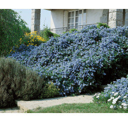Ceanothus thyrsiflorus repens / Ceanot, 20-25 cm, K12