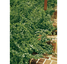 Cotoneaster dammeri  ´Coral Beauty´ / Skalník rozložený, 25-30 cm, K9