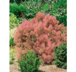 Cotinus coggygria / Škumpa vlasatá, 25-30 cm, C2