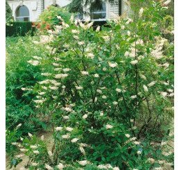 Clethra alnifolia ´Hummingbird´ / Kletra, 80-100 cm, C12