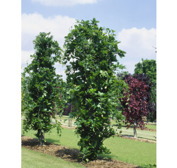 Fagus sylvatica ´Dawyck Gold´ / Buk lesný, 40-50 cm, C5