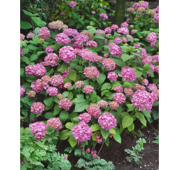 Hydrangea macrophylla ´Bouquet Rose´ / Hortenzia kalinolistá, C2