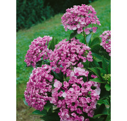 Hydrangea macrophylla ´Ayesha´ / Hortenzia kalinolistá, 20-30 cm, C2