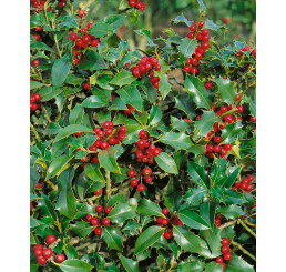 Ilex aquifolium ´Alaska´ / Cezmína ostrolistá, 30-40 cm, C2