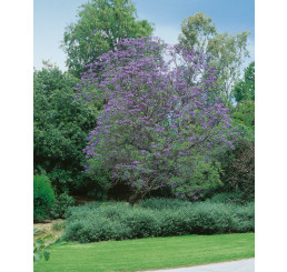 Jacaranda mimosifolia / Žakaranda, bal. 15 s