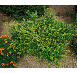 Lonicera nitida Maigrün / Zemolez drobnolistý, K9