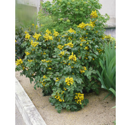 Mahonia aquifolium / Mahónia cezmínolistá, 15-20 cm, C1