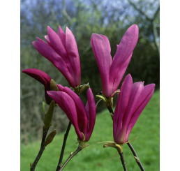Magnolia liliflora ´Susan´ / Magnólia ľaliokvetá, 40-50 cm, C3