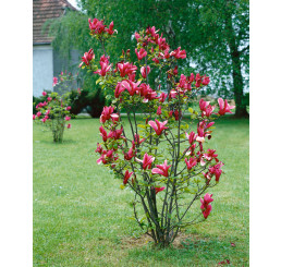 Magnolia liliflora ´Nigra´ / Magnólia ľaliokvetá, 60-80 cm, C5