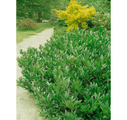 Prunus laurocerasus ´Otto Luyken´ / Vavrínovec lekársky, 40-50 cm, C7,5