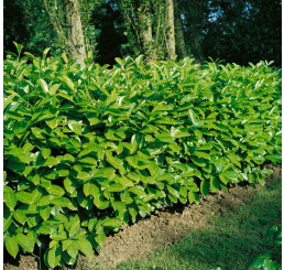 Prunus laurocerasus ´Rotundifolia´ / Vavrínovec lekársky, 20 - 30 cm, K9