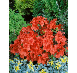 Azalea japonica ´Santa Maria´ / Azalka japonská, 20-30 cm, C3