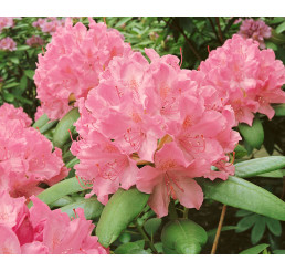Rhododendron hybr. ´Elegans Pink´ / Rododendrón ružový, K9