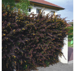 Berberis thunbergii ´Atropurpurea´ / Dráč, 30-40 cm, C2