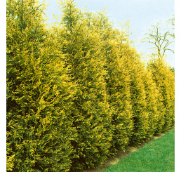 Cupressocyparis leylandii ´Gold Rider´/ Cyprusovec leylandský, 50-60 cm, C3