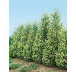 Cupresocyparis x leylandii ´Variegata´ / Cyprusovec leylandský, 50-60 cm, C1,5