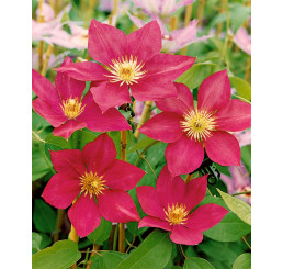 Clematis ´Crimson King´ / Plamienok červený, C3