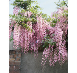 Wisteria floribunda ´Rosea´ / Vistéria mnohokvetá, 80-100 cm, C2
