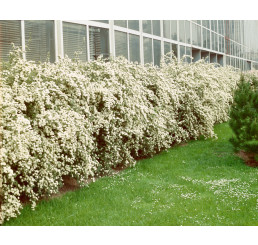 Spiraea vanhouttei / Tavoľník van Houtteho, bal. 10 ks K9 na živý plot