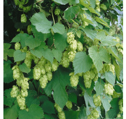 Humulus lupulus / Okrasný chmeľ, Chmeľ obyčajný, K11