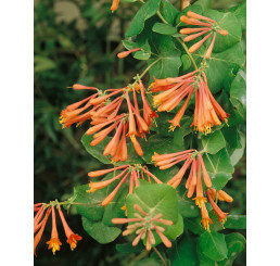 Lonicera brownii ´Dropmore Scarlet´ / Zemolez, 80-100 cm, C2