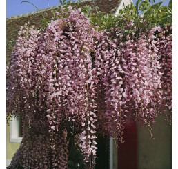 Wisteria floribunda ´Rosea´ / Vistéria mnohokvetá, 50-60 cm, C2