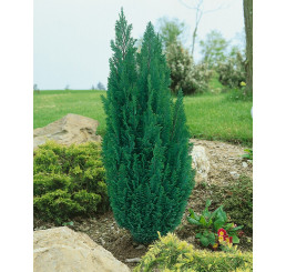 Chamaecyparis lawsoniana ´Ellwoodii´ / Cypruštek, 20 - 30 cm, C2