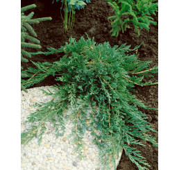 Juniperus horizontalis 'Wiltonii' / Borievka rozprestretá, 25-30 cm, C3