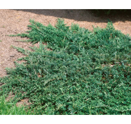 Juniperus horizontalis 'Wiltonii' / Borievka rozprestretá, 25-30 cm, C3