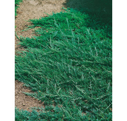 Juniperus horizontalis 'Wiltonii' / Borievka rozprestretá, 25-30 cm, C3