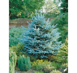 Abies lasiocarpa ´Compacta´ / Jedľa plstnatoplodá, 100-125 cm, KB