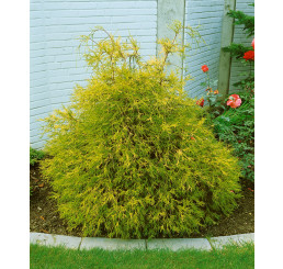 Chamaecyparis pisifera ´Filifera Aurea´ / Cypruštek, 25-30 cm, C2