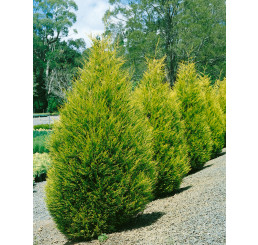 Cupressocyparis leylandii ´Gold Rider´/ Cyprusovec leylandský, 60-80 cm, C4