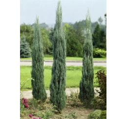 Juniperus scopulorum 'Skyrocket' / Borievka, 40-60 cm, C3