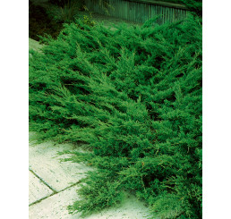 Juniperus sabina ´Tamariscifolia´ / Borievka netatová, 12-15 cm, K9