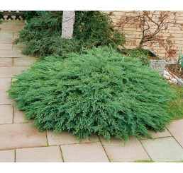 Juniperus sabina ´Tamariscifolia´ / Borievka netatová, 12-15 cm, K9