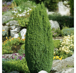 Juniperus communis ´Compressa´ / Borievka, 30-40 cm, C3