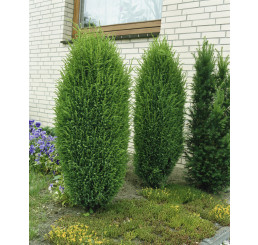 Juniperus communis ´Hibernica´ / Borievka, 25-30 cm, C2