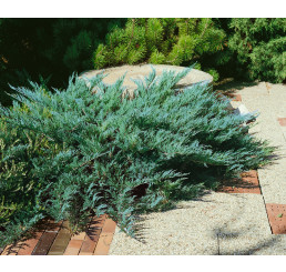 Juniperus sabina ´Blue Danube´ / Borievka, 30-40 cm, C1,5