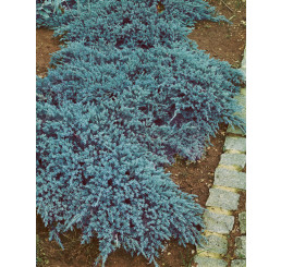 Juniperus squamata 'Blue Carpet' / Borievka ´Modrý koberec´, 30-40 cm, C1