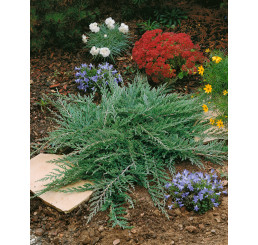 Juniperus horizontalis ´Prince of Wales´ / Borievka, 15 - 20 cm, K9