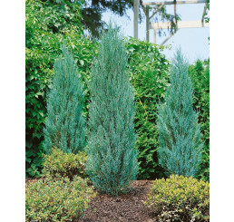 Juniperus scopulorum ´Blue Arrow´ / Borievka Modrý šíp, 20-30 cm, K9